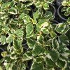 Plectranthus kak1