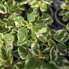 Plectranthus kak2