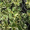 Plectranthus kak