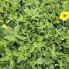 Supertunia vista variant 4 kak1