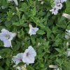 Supertunia vista variant 5 kak1