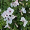 Supertunia vista variant 5 kak3