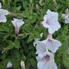 Supertunia vista variant 5 kak