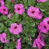 SURFINIA ´BRIGHT PINK´ KAK1
