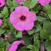 SURFINIA ´BRIGHT PINK´ KAK2