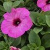 SURFINIA ´BRIGHT PINK´ KAK3