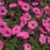SURFINIA 'BRIGHT PINK' (SURFÍNIA PREVISNUTÁ) kak4