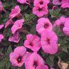 SURFINIA 'BRIGHT PINK' (SURFÍNIA PREVISNUTÁ) kak5
