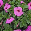 SURFINIA ´BRIGHT PINK´ KAK