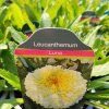 LEUCANTHEMUM 'LUNA' kak