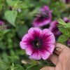 SURFÍNIA ´PINK VEIN´ kak2