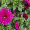 SURFINIA ´ROSE STAR´ KAK2