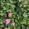 PELARGONIUM PELTATUM AMETHYST KAK1