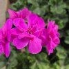 PELARGONIUM PELTATUM AMETHYST KAK2