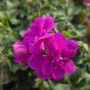PELARGONIUM PELTATUM AMETHYST KAK3