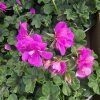 PELARGONIUM PELTATUM AMETHYST KAK4