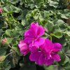 PELARGONIUM PELTATUM AMETHYST KAK
