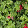 PELARGONIUM PELTATUM KAROLINE KAK1