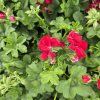 PELARGONIUM PELTATUM KAROLINE KAK