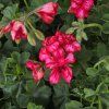 PELARGONIUM PELTATUM LOLLIPOP RED KAK1