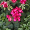 PELARGONIUM PELTATUM LOLLIPOP RED KAK2