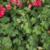 PELARGONIUM PELTATUM LOLLIPOP RED KAK