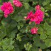 PELARGONIUM PELTATUM ROYAL SUPER PINK KAK1