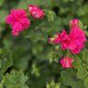 PELARGONIUM PELTATUM ROYAL SUPER PINK KAK2
