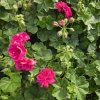 PELARGONIUM PELTATUM ROYAL SUPER PINK KAK