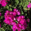 PELARGONIUM ZONALE 'EVI' KAK1