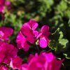 PELARGONIUM ZONALE 'EVI' KAK2