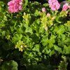 PELARGONIUM ZONALE 'GOESTA' KAK1