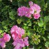 PELARGONIUM ZONALE 'GOESTA' KAK2
