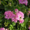 PELARGONIUM ZONALE 'GOESTA' KAK3