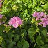 PELARGONIUM ZONALE 'GOESTA' KAK