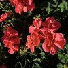 PELARGONIUM ZONALE 'LISA' KAK1