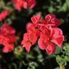 PELARGONIUM ZONALE 'LISA' KAK2