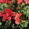 PELARGONIUM ZONALE 'LISA' KAK3
