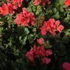 PELARGONIUM ZONALE 'LISA' KAK5