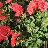 PELARGONIUM ZONALE 'LISA' KAK
