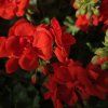 PELARGONIUM ZONALE 'MÁRIE' KAK2