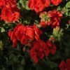 PELARGONIUM ZONALE 'MÁRIE' KAK