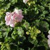 PELARGONIUM ZONALE 'MAUREEN' KAK1