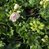 PELARGONIUM ZONALE 'MAUREEN' KAK2