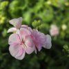 PELARGONIUM ZONALE 'MAUREEN' KAK3