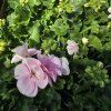 PELARGONIUM ZONALE 'MAUREEN' KAK