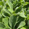 STACHYS 'BYZANTINA' kak1