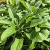 STACHYS 'BYZANTINA' kak2
