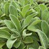 STACHYS 'BYZANTINA' kak