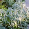 Stachys byzantina ist2